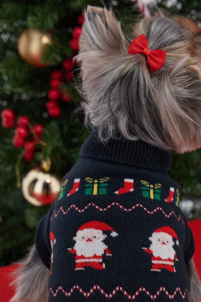 Pull capsule de Noël pour chiot